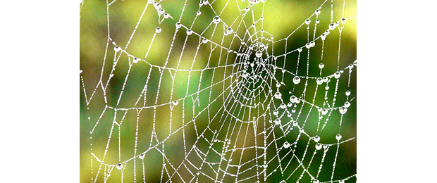 spider web